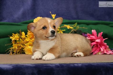 The pembroke welsh corgi puppies are merry and expressive but also intelligent and active. Welsh Corgi, Pembroke puppy for sale near Harrisburg ...