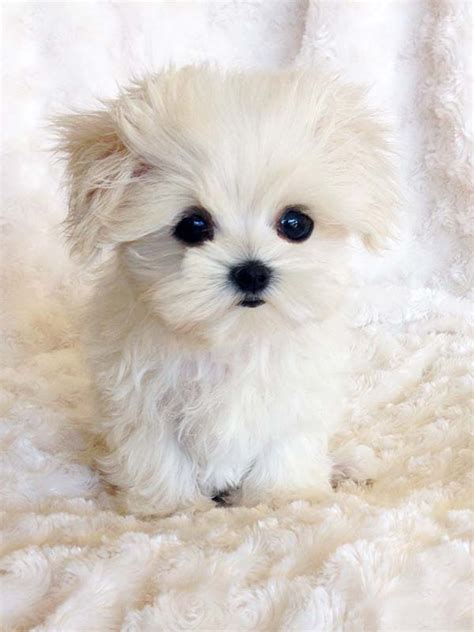 Tiny Teacup Maltese Puppy Lil Prince Pics Iheartteacups