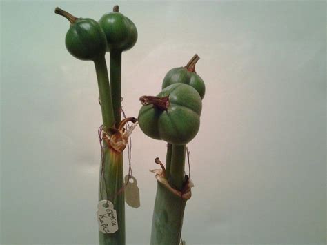 photo of the seed pods or heads of amaryllis hippeastrum exotica posted by chickensonmars