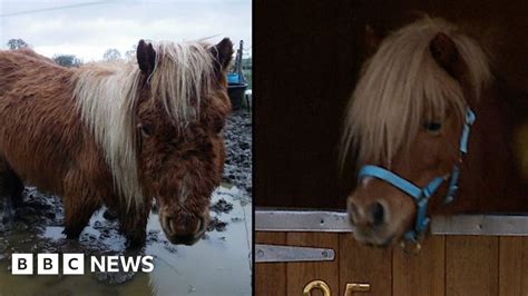 Rspca Rescued Pony Stars In Charitys Advert Bbc News
