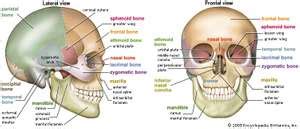 Review a textbook section on the skull. skull | Definition, Anatomy, & Function | Britannica.com