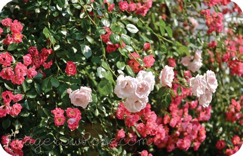 Grow it as either a freestanding shrub or a climber. Growing 'New Dawn' Climbing Rose