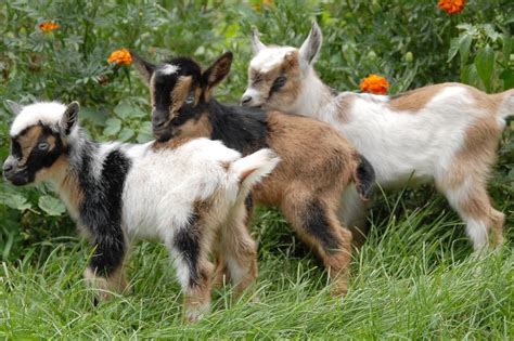 Pygmy goats care, housing, inter item condition: Hobby Farm Wisdom | Living a Sustainable Life, Close to ...