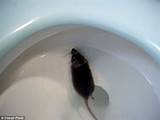 Rat In Toilet Photos