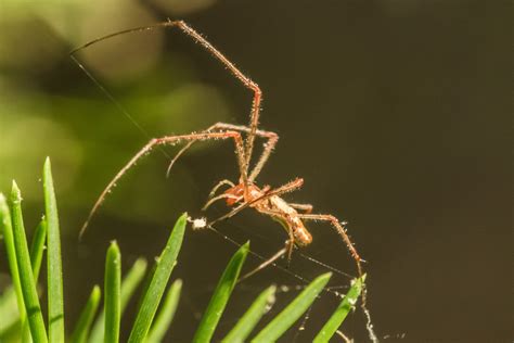 Spiders In Virginia Species And Pictures