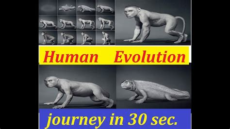 Human Evolution Journey Time Lapse In 30 Secondshomo