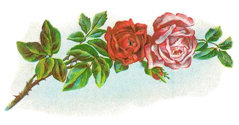 Antique Images Vintage Flower Clip Art Vintage Rose Graphic Of Red