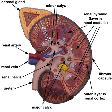 Biology Mbbs Structure Of Human Kidney With Labeled Diagram Rattapk