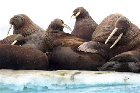 As Sea Ice Melts Some Say Walruses Need Better Protection The Mainichi