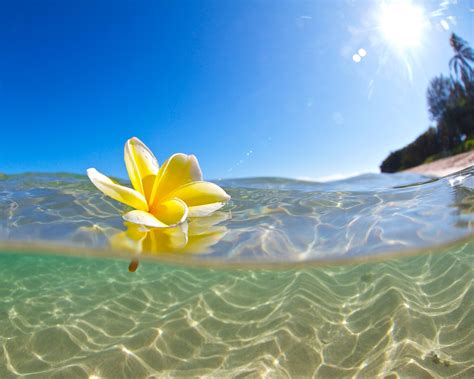 Underwater Hawaiian Plumeria Photographyyellow Flower Underwaterunder