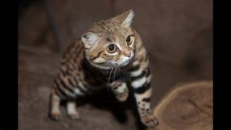 Black Footed Cats Hunt And Play Youtube