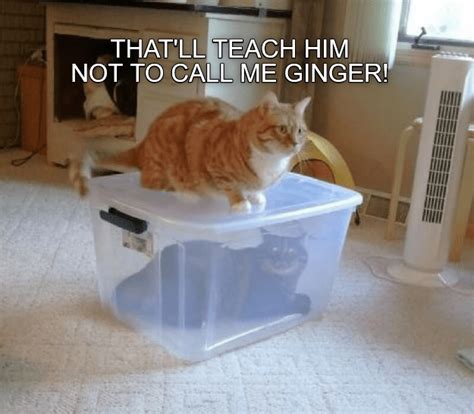 Do NOT Call Me Ginger Lolcats Lol Cat Memes Funny Cats
