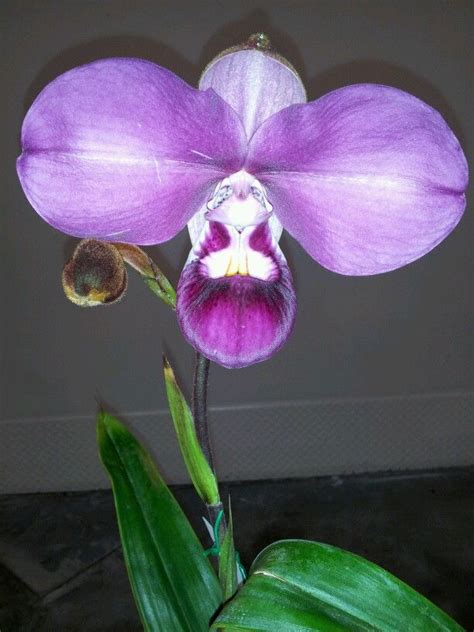 Rare Orchids Orchids Pinterest