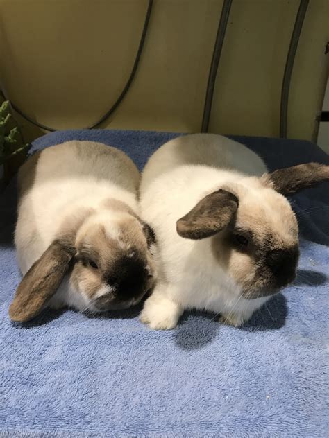When bonnie and clyde meet, their mutual cravings for excitement and fame immediately set them on a mission to chase their dreams. Bonny and Clyde - Male Rabbit in VIC - PetRescue