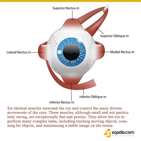 Inferior Oblique Eye Muscle