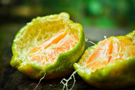 Free Images Ugli Fruit Produce Citrus Horned Melon Rangpur