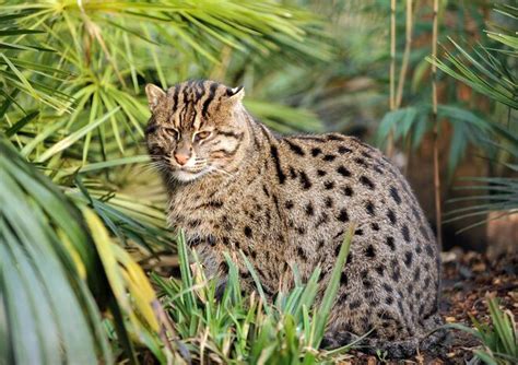 Natural Encounters Photography By Ben Williams Fishing Cat