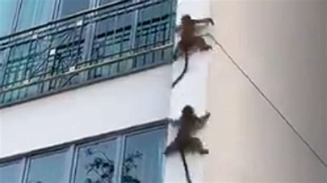 These Monkeys Climb Down Wall Like A Professional Amazing But True