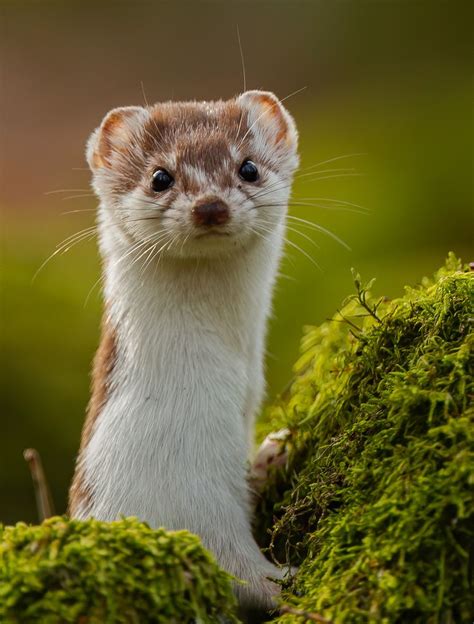Lumikko Least Weasel Animals Animal Photography Wildlife Cute