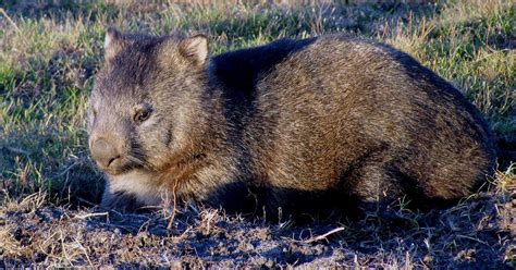 Lets Draw Endangered Species Hairy Nosed Wombat
