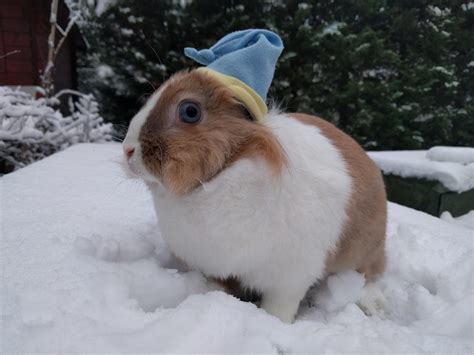 Our Little Bunny In The Snow Aww