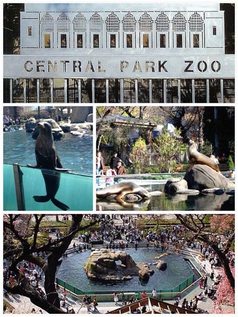 It began with new yorkers dropping off unwanted animals at the arsenal. Central Park Zoo - Central Park, NYC | paisaje | Pinterest ...