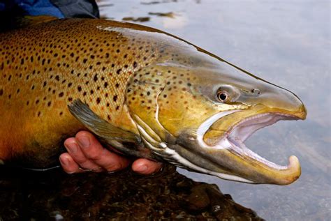 Big Male Brown Trout Close Up Photo Fly Fishing Photography Sure Is