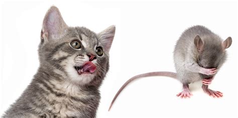 Pest control is the only point of sale for new work from. Can Feral Cats Help Pest Control? | AAI Pest Control