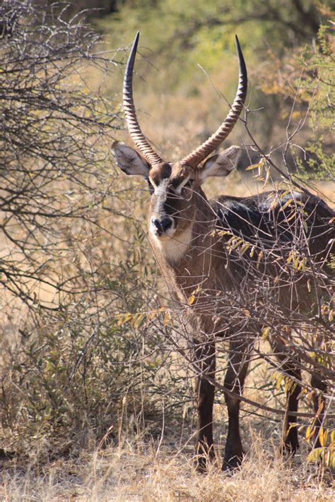 Fotos Gratis Fauna Silvestre Ciervo Cuerno África Mamífero