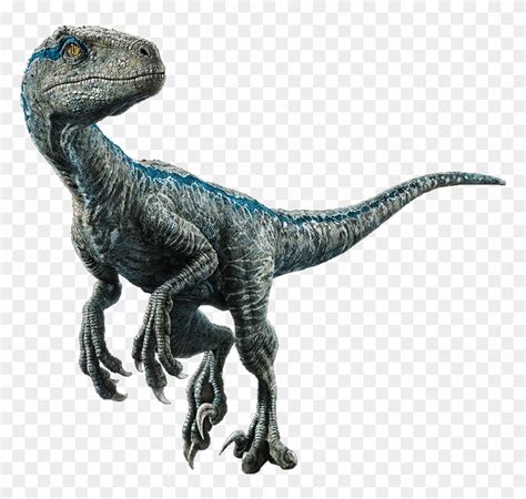 Jurassic World Velociraptor Blue Para Colorear P Ginas Para Colorear The Best Porn Website