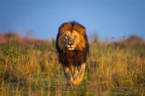 Fond Décran Animaux La Nature Herbe Lion Faune Gros Chats