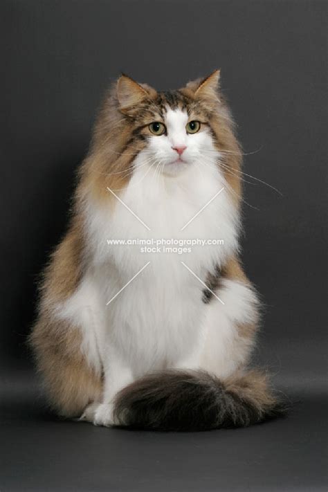 Grey And White Norwegian Forest Cat Petfinder