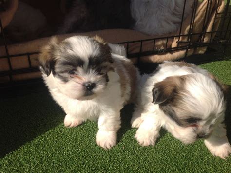 If you are unable to find your maltese puppy in our puppy for sale or dog for sale sections, please consider looking thru thousands of maltese dogs for adoption. Shih Tzu X Maltese puppies for sale | Wellington, Somerset ...