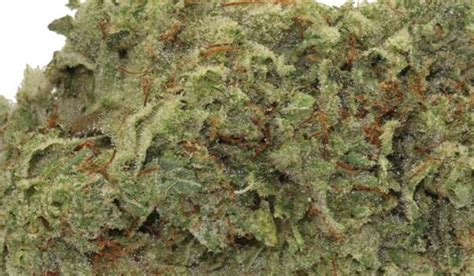 Gorilla Glue 1 Weed Strain Information And Review Updated 2024