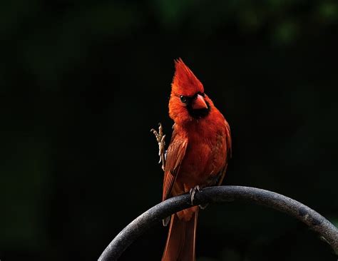 Red Bird Cardinal Angry Birds Red Cardinal Hd Wallpaper