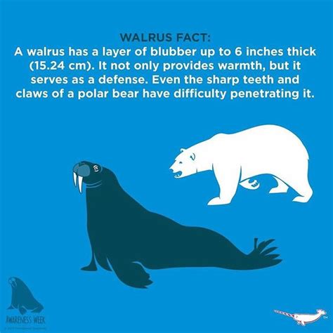 Walrus Fact A Walrus Has A Layer Of Blubber Up To 6 Inches Thick 15