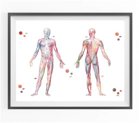 Muscular System Anatomy Print Human Body Skeletal Muscles Poster