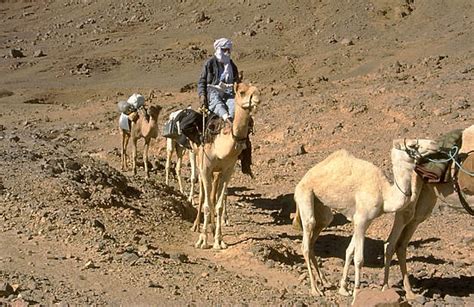 Afrika Online Algerien Hoggar Kamele Touristenkarawane