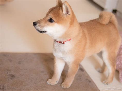 I Think Shiba Puppies Are The Cutest Shibaholic Pinterest Shiba