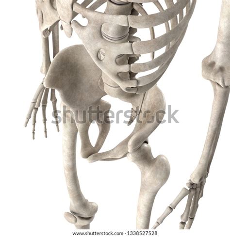 3d Render Male Skeleton Hips Stock Illustration 1338527528 Shutterstock