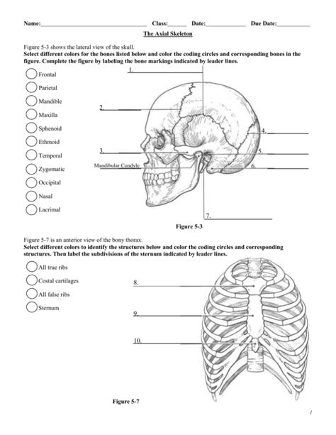 Axial Skeleton Labeling Worksheet