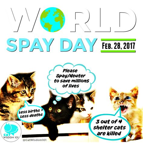 World Spay Day Spay Cat Shelter Cats