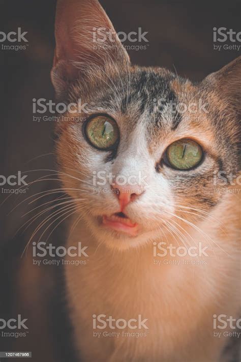 Astonished Cat With Glittering Eyes Stock Photo Download Image Now
