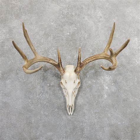 Deer Skull 003 Deer Skulls Whitetail Deer Skull Reference
