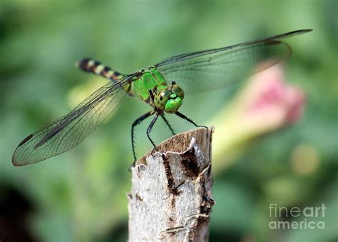 Dragonfly In The Flower Garden Photograph By Carol Groenen
