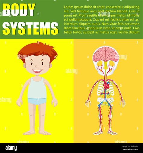 Infographic Body System Of Boy Stock Vector Image And Art Alamy