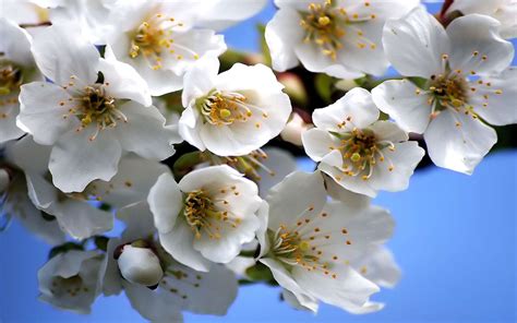Définition | Merisier - Prunus avium - Cerisier sauvage ...