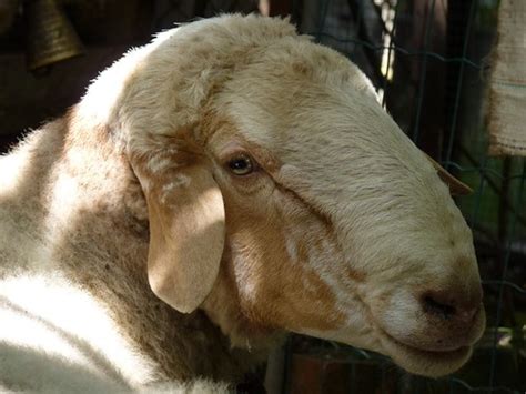 Monty Domestic Sheep Ovis Aries Are Quadrupedal Ruminan Flickr
