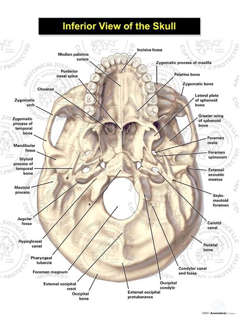 Diagram Anatomy Skull Diagram Labeled Mydiagramonline