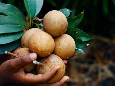 Growing Sapodilla Fruit Care Of Sapodilla Trees